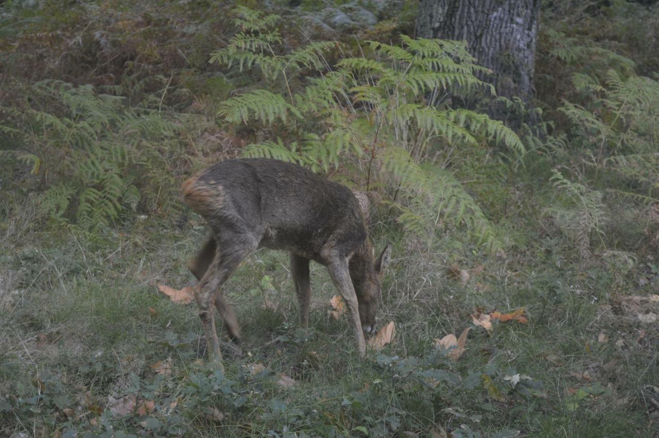 Cabane En Foret Onesse-et-Laharie ภายนอก รูปภาพ