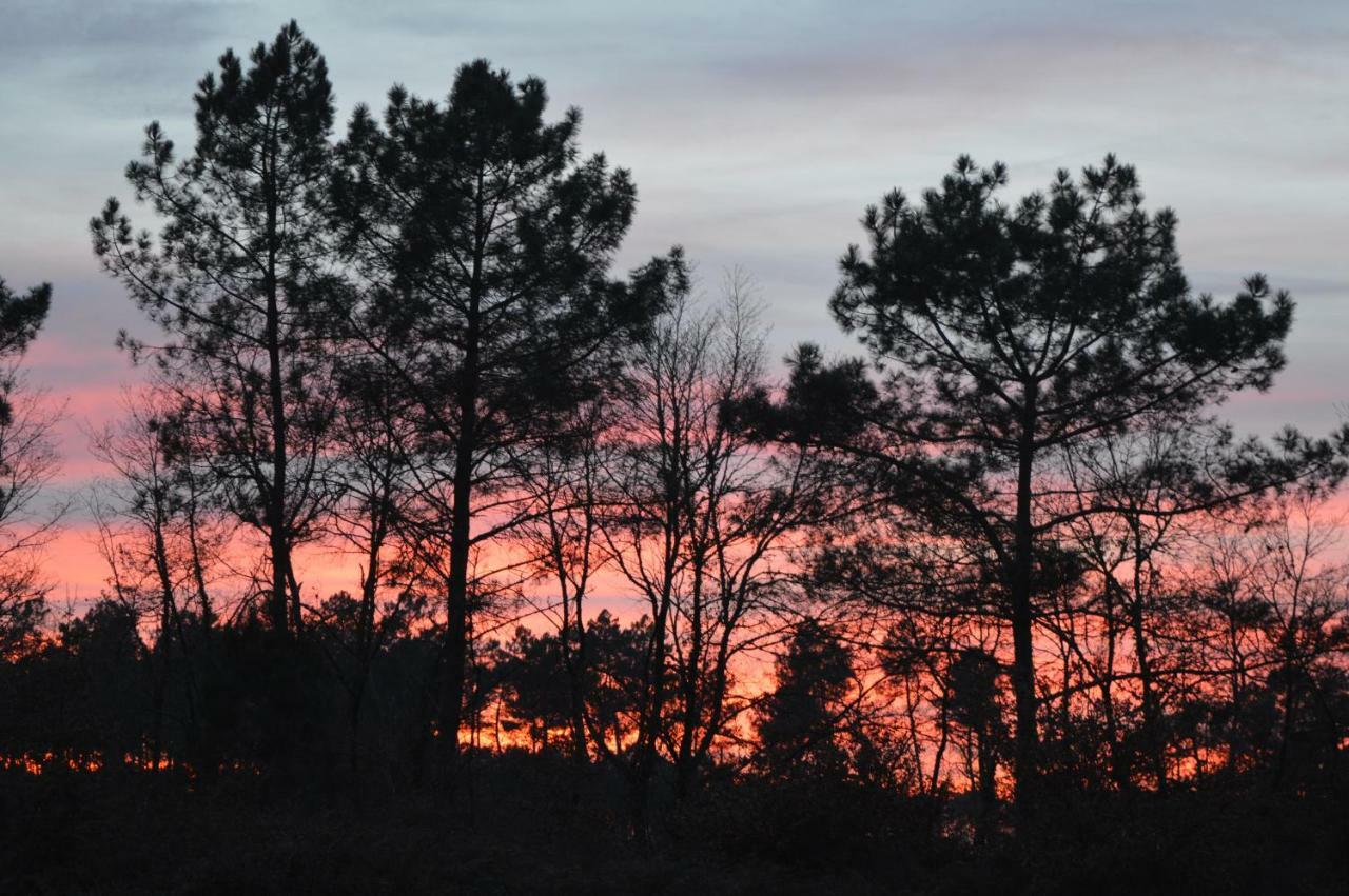 Cabane En Foret Onesse-et-Laharie ภายนอก รูปภาพ